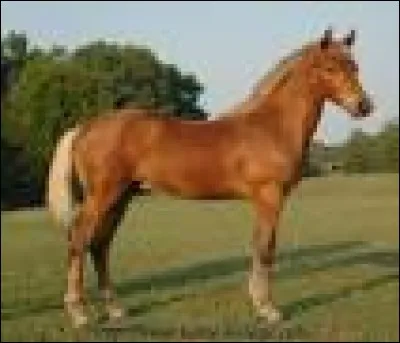 Quelle est cette robe ?