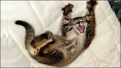 Qu'est-ce qui te donne le plus d'&eacute;nergie ?