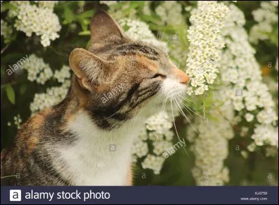 Quelle odeur pr&eacute;f&egrave;res-tu ?