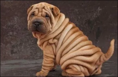 Sans doute connaissez-vous celui-là ?