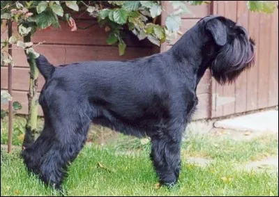 Quel est le nom du monstre géant ?