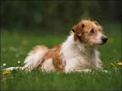 Quel est ce chien ? Premiums et SP, si vous le trouvez en correction, allez-vous consulter Google ?