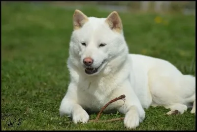 Nom d'un chien ! On ne s'en sortait déjà pas avec les noms japonais des mangas, on est gâtés !