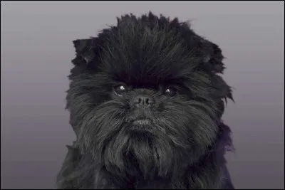 Courage les correcteurs, le quiz est bientôt fini, vous allez pouvoir le mettre en ligne et gagner 0,02 points au rank pour vos 55 minutes de travail ! Encore un toutou !