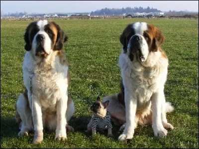 Une dernière question avant de nous quitter ! Aidez-moi ! Je trouve ceci en correction, "des saint-bernards" y a-t-il une faute, ou même deux ?