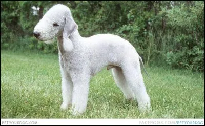 Oh l'auteur s'est trompé ! Ne serait-ce pas un agneau ? Ah non réflexion faite, c'est un :