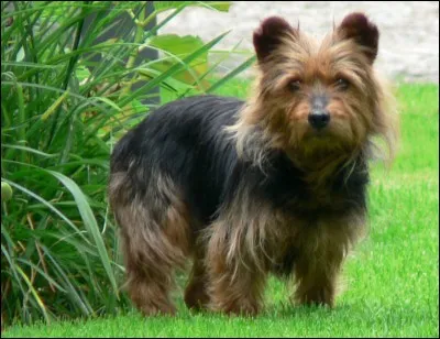 Il ressemble, à s'y méprendre, à mon gros yorkshire, quel est le nom de ce cousin ?