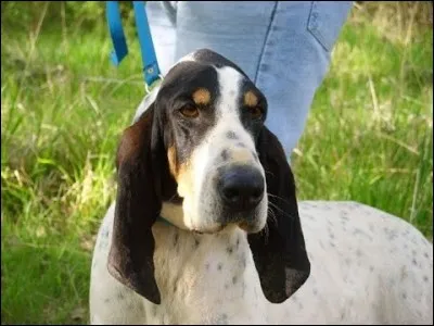 Voici un beau chien, quel est son nom !