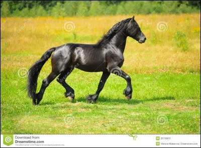 Qu'est-ce que le trot enlevé ?