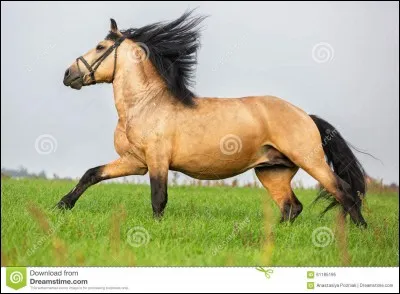 Comment faire passer ton cheval au galop sur le bon pied ?