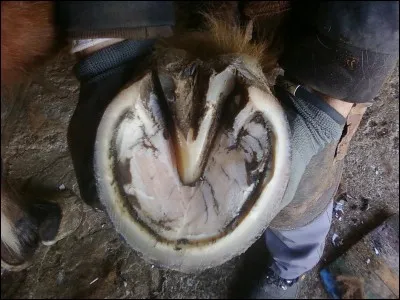 Quelle est la partie la plus sensible du sabot ?