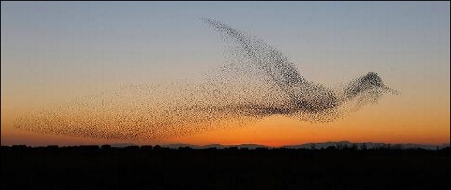 Ces oiseaux forment de magnifiques nuées 3D, mais, paradoxalement, ne voient l'espace environnant que sur un unique plan quand ils volent en groupe. Déconcertés par leurs ballets incessants, les faucons ne parviennent pas à se focaliser sur l'un d'entre eux...Il s'agit des...