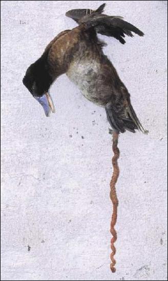 Le canard argentin figurant sur l'illustration ci-dessus se nourrit exclusivement de lombrics d'eau douce (vers) et s'apprête à en déguster un spécimen qu'il vient d'attraper au vol...