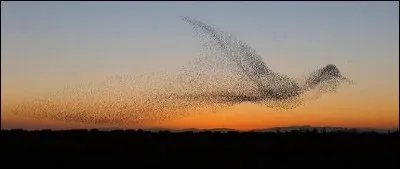 Ces oiseaux forment de magnifiques nuées 3D, mais, paradoxalement, ne voient l'espace environnant que sur un unique plan quand ils volent en groupe. Déconcertés par leurs ballets incessants, les faucons ne parviennent pas à se focaliser sur l'un d'entre eux...

Il s'agit des...
