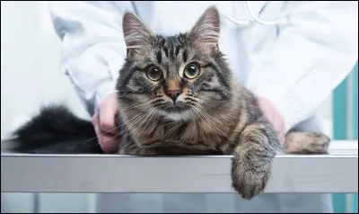 Quel est le plus haut animal ?