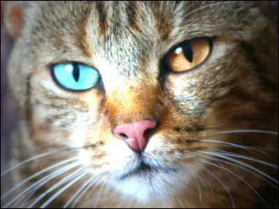 Ces yeux sont-ils vrais ?