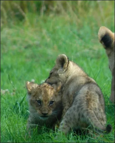 Le félin le plus fort est le...