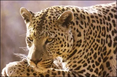 Les félins sont des...