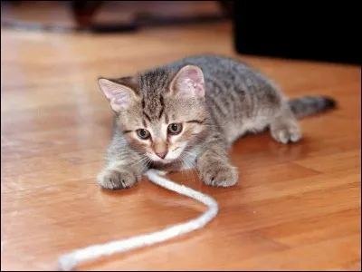 Le chat aime-t-il jouer ?