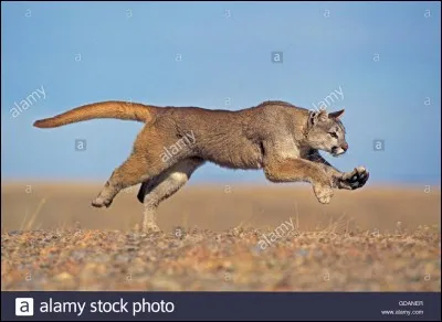Le puma ressemble au...