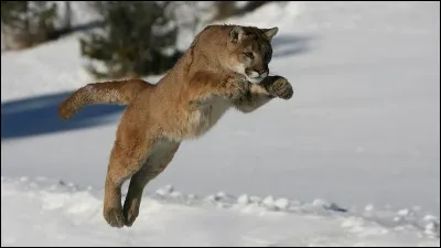 Le cougar saute à...