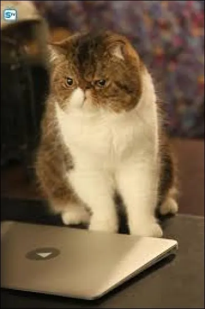 Quel est le prénom du chat de Winston ?