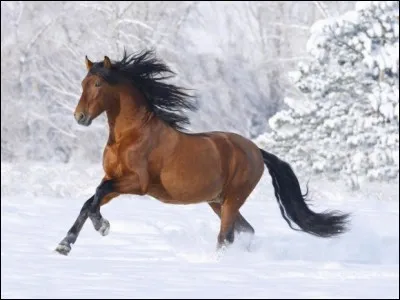 De quelle robe est ce cheval ?