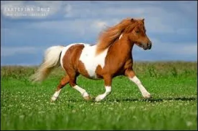 Comment appelle-t-on cette race de cheval, enfin plutôt de poney ?