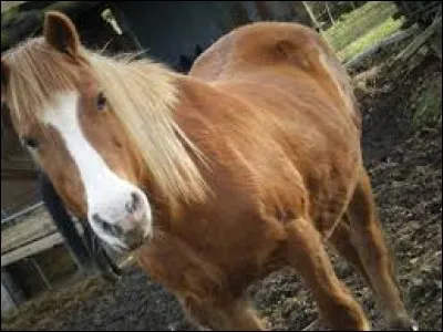 Quelle est la robe de ce cheval ?