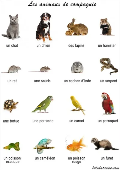 Quel était son animal de compagnie ?