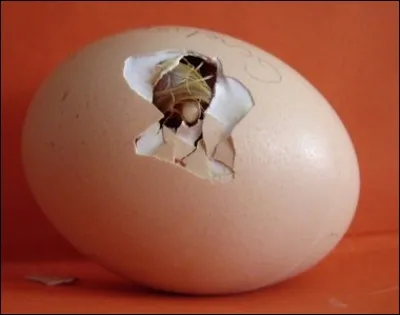 Comment se nomme l'ouverture qu'il a faite pour sortir ?