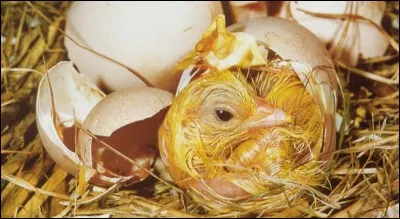 Pendant tout ce temps, le poussin pouvait s'exprimer. Qu'est-ce qui lui permettait d'émettre des sons ?