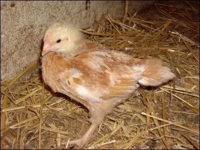 En éleveur attentif, à quoi allez-vous reconnaître la poulette du jeune poulet ?