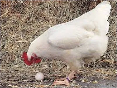 À quoi correspond le coclorement ?