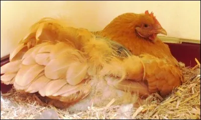 À quoi correspond le cloussement ?