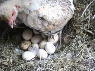 Elle entretient une discussion avec ses petits dans l'uf. Quel langage se plaît-elle à employer ?