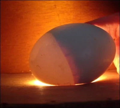 Au bout de combien de temps les poussins déchirent-ils la membrane de l'uf ?