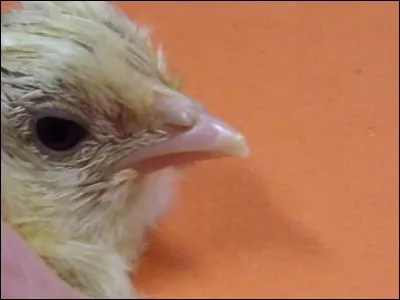 De quoi les poussins se servent-ils pour déchirer la membrane interne et casser la coquille ?