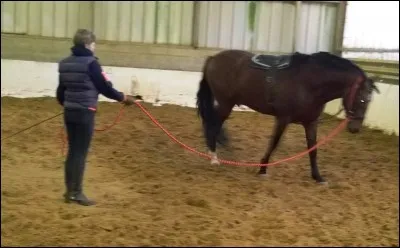 Quel action discontinue faut-il faire pour mettre en place un cheval ?