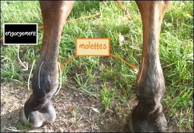 Quelle partie est sur le membre antérieur du cheval ?