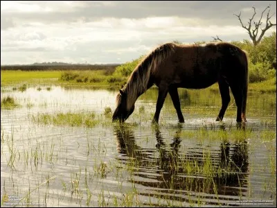 Par un jour chaud le cheval va boire ?