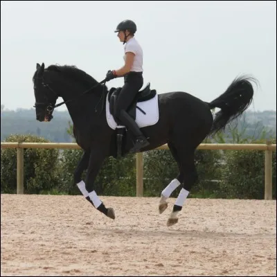 Quelle aide vas-tu utiliser pour faire partir ton cheval au galop à gauche ?
