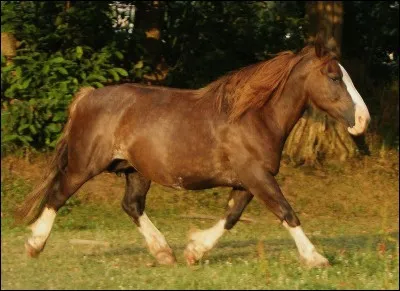 Quelles sont les balzanes qui ne sont pas associées au cheval ?