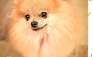 Quiz Animaux