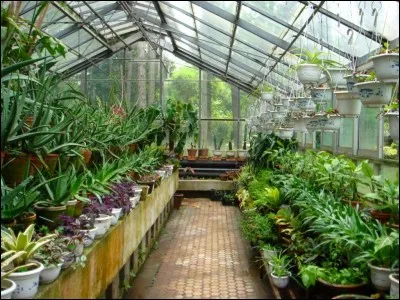 BOTANIQUE : 
Tu as devant toi un arbrisseau autofertilisant. Quelle est la caractéristique de cette plante ?