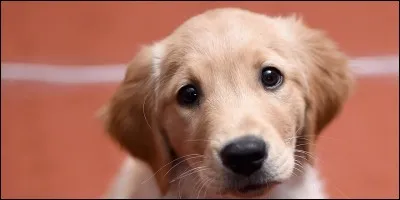 Les chiens peuvent aussi aider à...