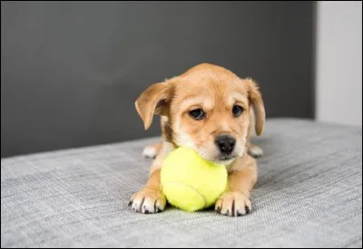 Les chiens aiment aussi manger...
