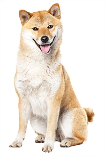 Dans quel pays d'Europe peut-on rencontrer le plus de chiens ?