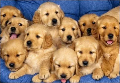 Quelle est la durée de vie moyenne du chien ?