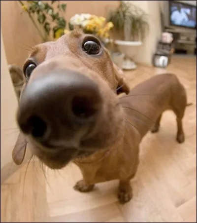 Quel est le sens le plus développé chez le chien ?